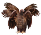 beast-eagle